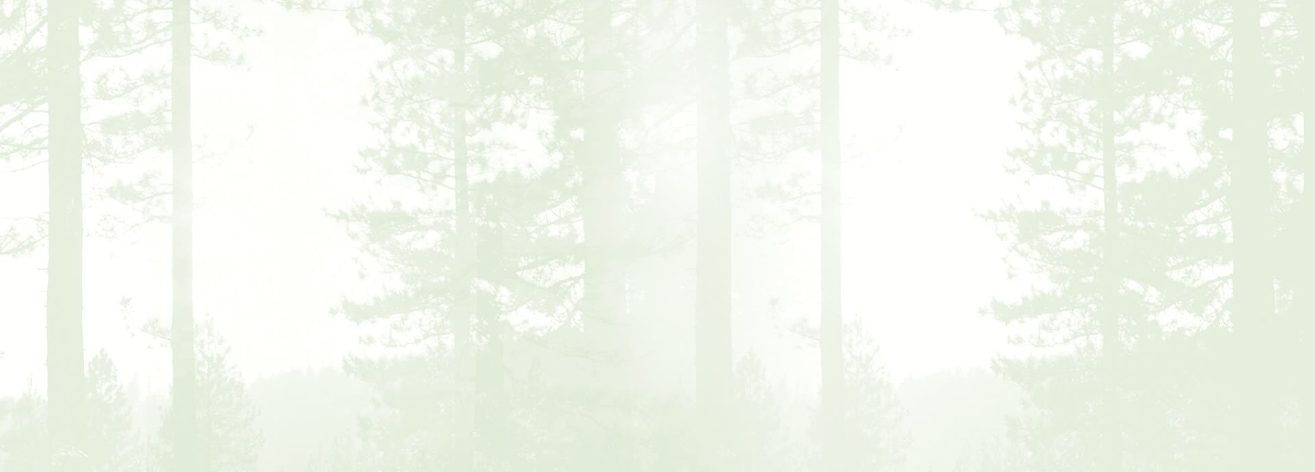 окна из Сосны